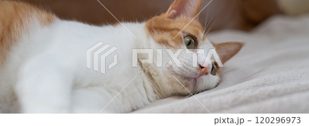 見つめる猫　茶トラ白 120296973