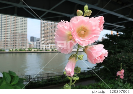 東京都日本橋浜町付近の隅田川沿岸で咲く花 都市風景 東京都日本橋浜町付近の隅田川沿岸で咲く花 都市風景 120297002