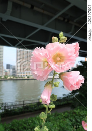 東京都日本橋浜町付近の隅田川沿岸で咲く花 都市風景 東京都日本橋浜町付近の隅田川沿岸で咲く花 都市風景 120297003