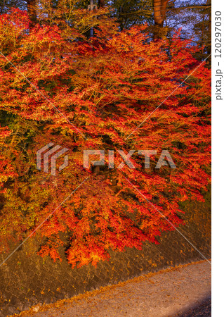 【山梨県】河口湖もみじ回廊の紅葉 ライトアップ 【山梨県】河口湖もみじ回廊の紅葉 ライトアップ 120297030