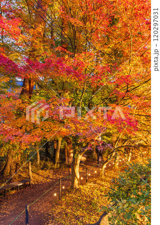 【山梨県】河口湖もみじ回廊の紅葉　ライトアップ 120297031