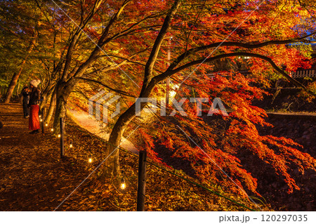 【山梨県】河口湖もみじ回廊の紅葉　ライトアップ 120297035