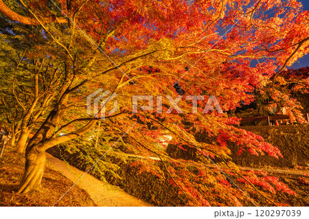【山梨県】河口湖もみじ回廊の紅葉 ライトアップ 【山梨県】河口湖もみじ回廊の紅葉 ライトアップ 120297039