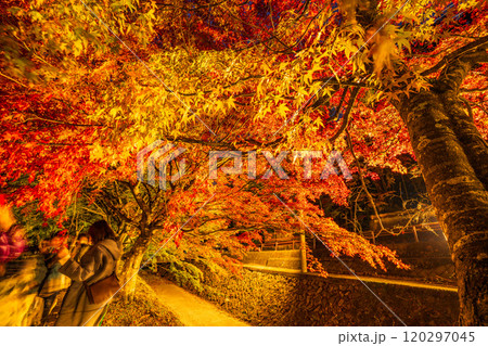 【山梨県】河口湖もみじ回廊の紅葉 ライトアップ 【山梨県】河口湖もみじ回廊の紅葉 ライトアップ 120297045