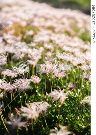 三俣蓮華岳に群生するチングルマ朝露の綿毛 北アルプス双六岳三俣蓮華岳登山 三俣蓮華岳に群生するチングルマ朝露の綿毛 北アルプス双六岳三俣蓮華岳登山 120297094