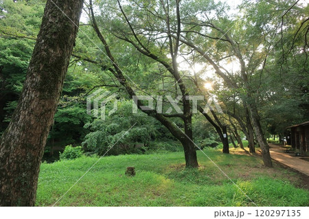 神奈川県大和市にある「泉の森公園」の夕方の風景 神奈川県大和市にある「泉の森公園」の夕方の風景 120297135