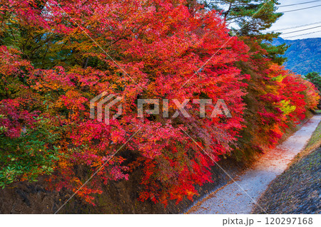 【山梨県】河口湖もみじ回廊の紅葉 夕景 【山梨県】河口湖もみじ回廊の紅葉 夕景 120297168