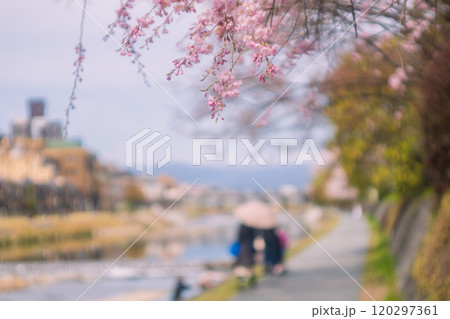 京都市鴨川遊歩道の桜を撮影 京都市鴨川遊歩道の桜を撮影 120297361