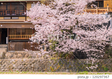 京都市鴨川遊歩道の桜を撮影 120297367