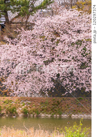 京都市鴨川遊歩道の桜を撮影 120297374