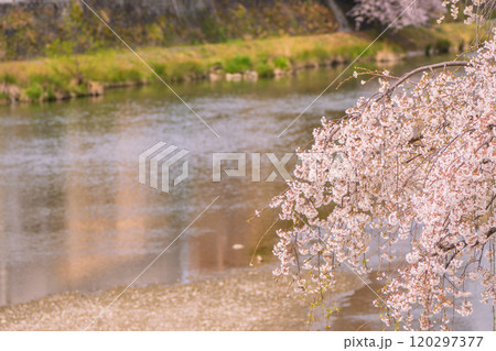 京都市鴨川遊歩道の桜を撮影 120297377