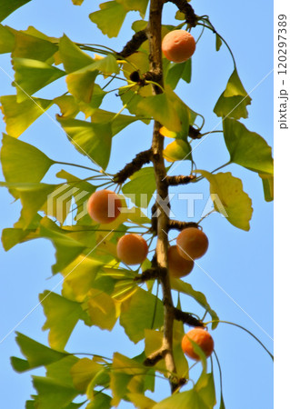秋の青空と銀杏　葉と実 120297389