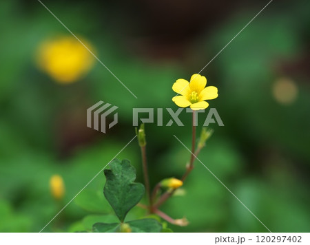 黄色いカタバミの花 黄色いカタバミの花 120297402