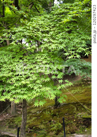 新緑の西明寺 新緑の西明寺 120297423