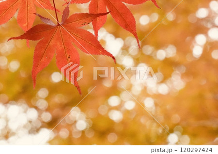 紅葉した真っ赤な美しいモミジ　明るい　玉ボケ　アップ 120297424