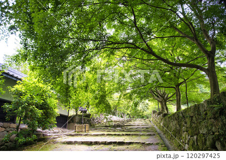 新緑の西明寺 120297425
