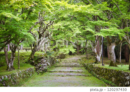 新緑の西明寺 120297430