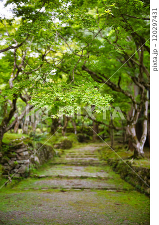 新緑の西明寺 新緑の西明寺 120297431