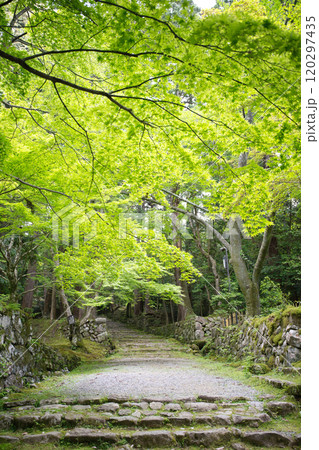 新緑の西明寺 新緑の西明寺 120297435