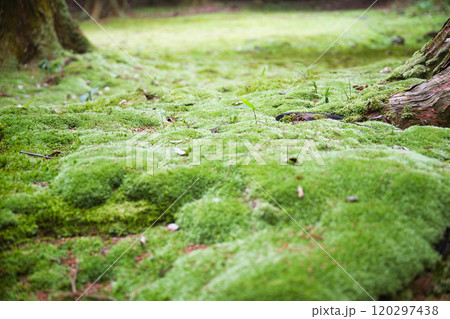 新緑の西明寺 新緑の西明寺 120297438