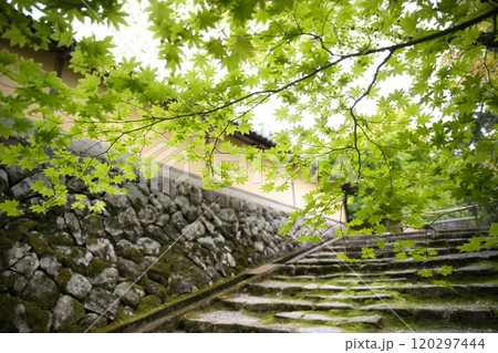 新緑の西明寺 新緑の西明寺 120297444