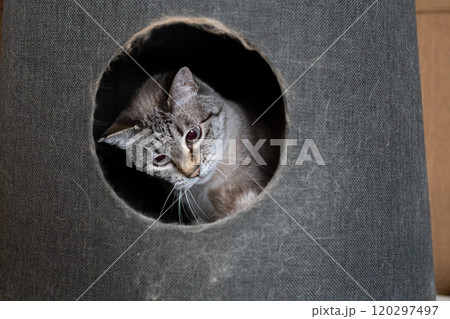 キャットタワーに入った猫 シャムトラ猫 キャットタワーに入った猫 シャムトラ猫 120297497