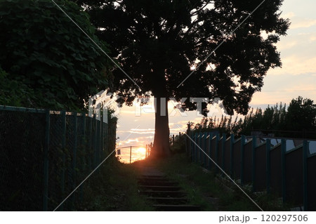 上り坂の上に生える大きな木のシルエットと夕陽の風景 上り坂の上に生える大きな木のシルエットと夕陽の風景 120297506