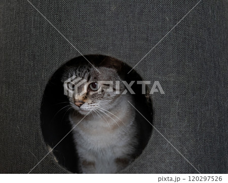 キャットタワーに入った猫 シャムトラ猫 キャットタワーに入った猫 シャムトラ猫 120297526