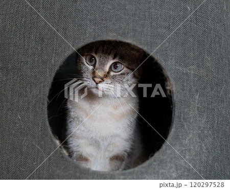 キャットタワーに入った猫 シャムトラ猫 キャットタワーに入った猫 シャムトラ猫 120297528