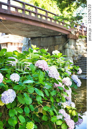 アジサイ咲く八幡堀 120297610
