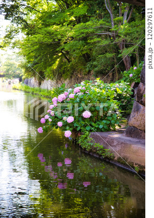 アジサイ咲く八幡堀 アジサイ咲く八幡堀 120297611