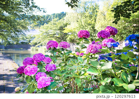 アジサイ咲く八幡堀 アジサイ咲く八幡堀 120297613