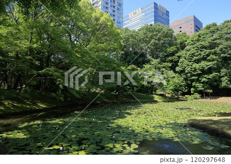 初夏の小石川後楽園(内庭) 初夏の小石川後楽園(内庭) 120297648