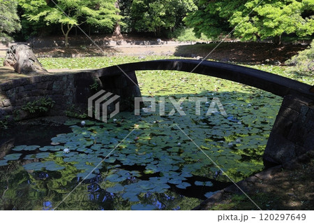 初夏の小石川後楽園(内庭) 初夏の小石川後楽園(内庭) 120297649