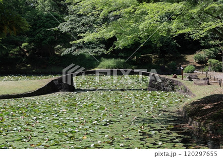 初夏の小石川後楽園（内庭） 120297655