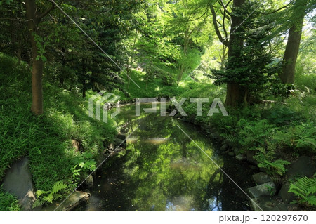 初夏の小石川後楽園 初夏の小石川後楽園 120297670