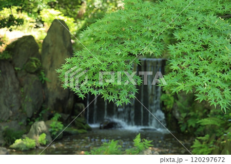 初夏の小石川後楽園（白糸の滝） 120297672