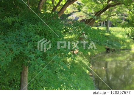 初夏の小石川後楽園 120297677