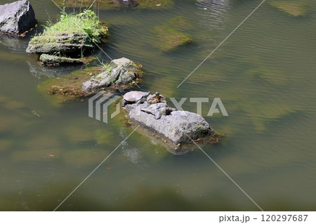 初夏の小石川後楽園（大泉水） 120297687