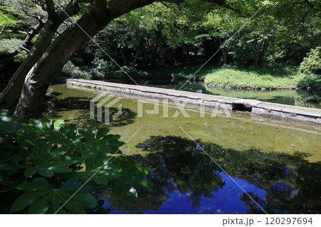 初夏の小石川後楽園（西湖の堤） 120297694