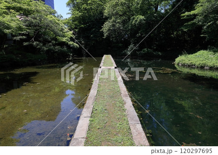 初夏の小石川後楽園（西湖の堤） 120297695