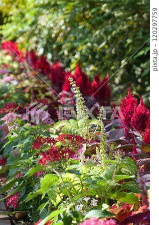花壇に植えられているケイトウ 花壇に植えられているケイトウ 120297759