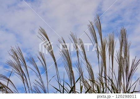 青空に映えるススキ 秋の風景 青空に映えるススキ 秋の風景 120298011