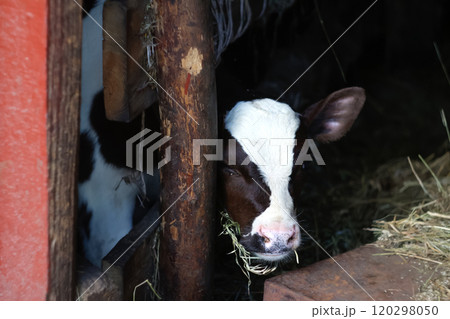 A cow chewing on fresh hay with visible teeth, standing near a young calf in a grassy farm setting 120298050