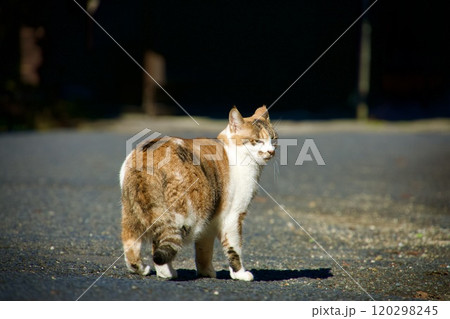 猫のいる風景 120298245