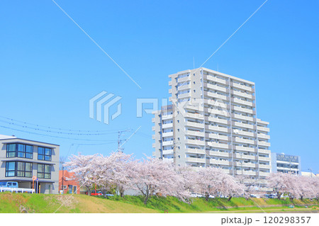愛知県瀬戸市、瀬戸川沿いに咲く桜の風景 120298357