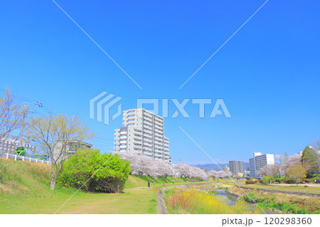 愛知県瀬戸市、瀬戸川沿いに咲く桜の風景 120298360