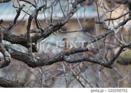 後ろ姿もかわいい梅林の中の百舌ー壱 120298701