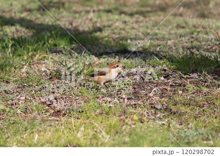 秋の季語にもなる早贄えは百舌の特性 120298702
