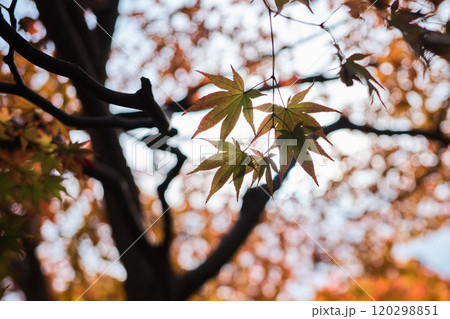京都の秋紅葉狩り 京都の秋紅葉狩り 120298851